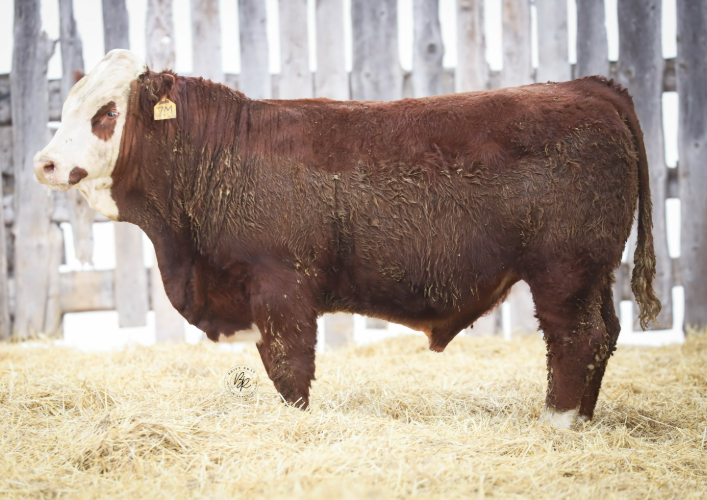 bull